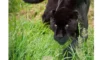 Sonhar com onça preta: mansa, brava, filhote, no zoológico e mais!