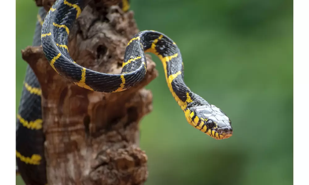 foto de cobra amarela e preta