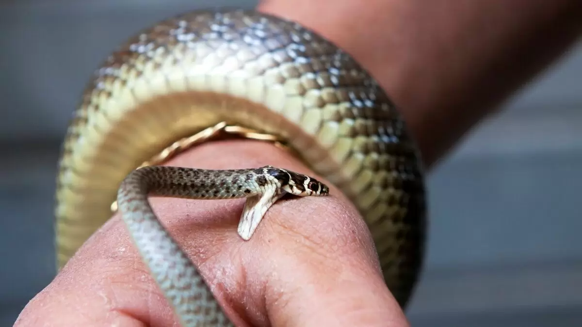 foto de cobra mordendo pessoa