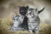 O que significa sonhar com ninhada de gatos? Filhotes, mortos e mais!