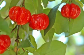 Qual o significado de sonhar com pitanga? Vermelha, verde, no pé e mais!