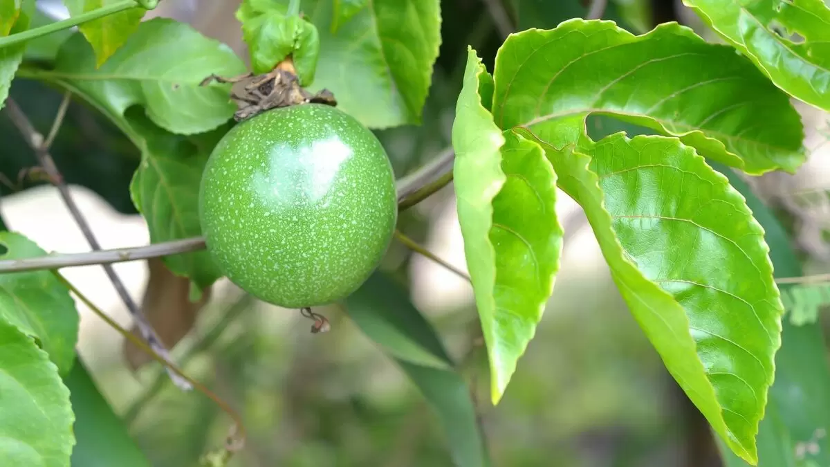 maracujá de gaveta