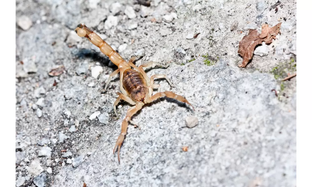 foto de escorpião amarelo