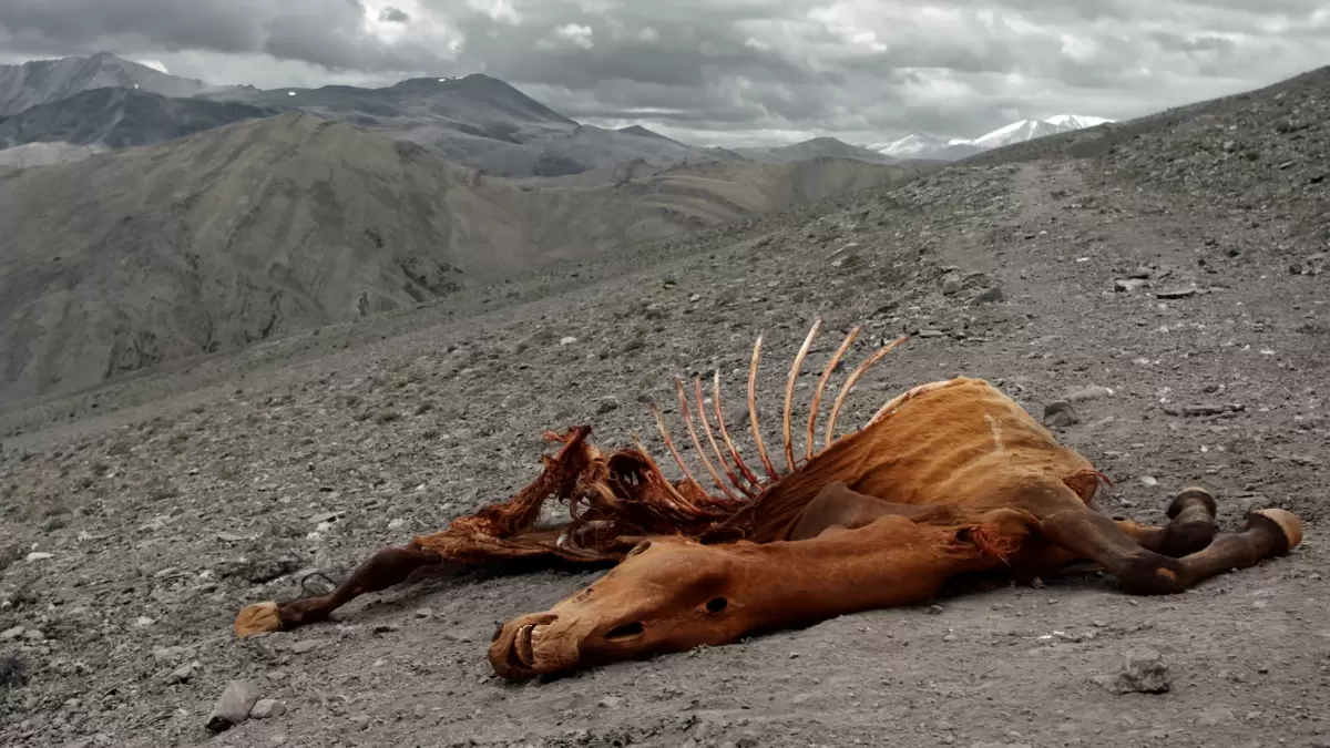 foto de carcaça de animal