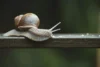 O que significa sonhar com caracol? Grande, pequeno, preto e mais!