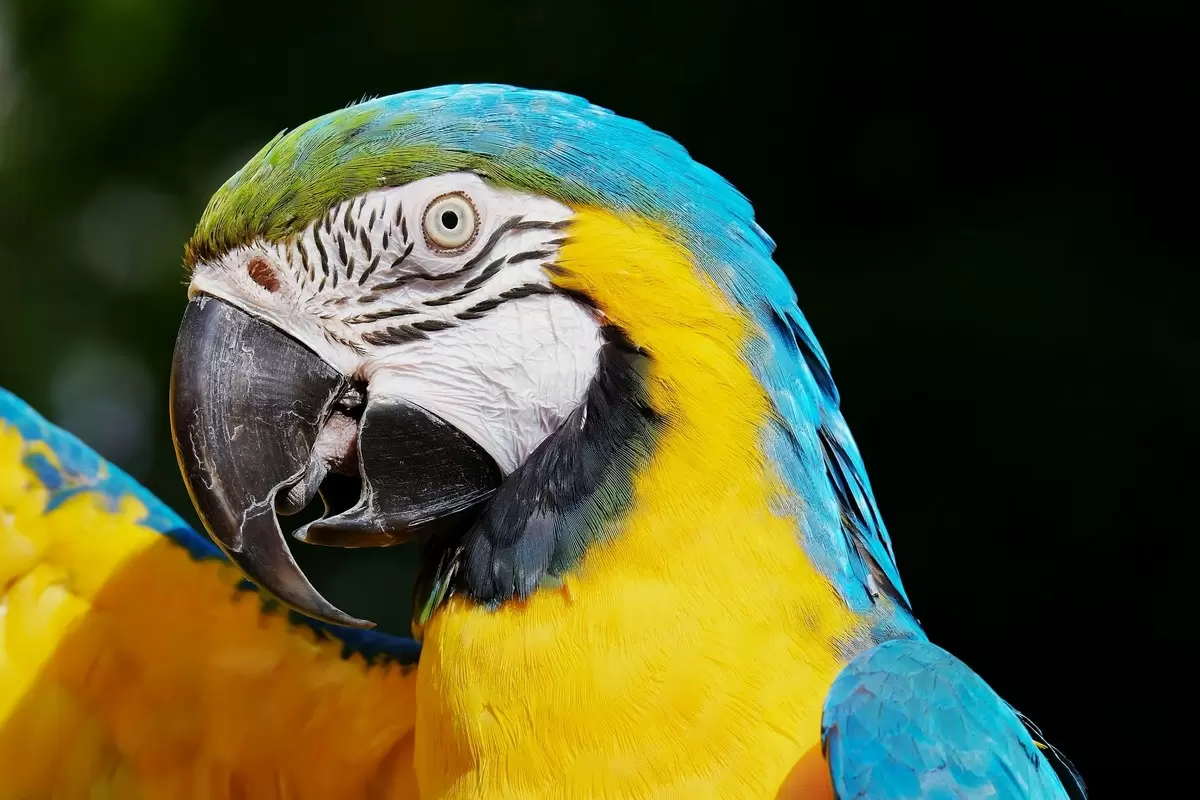 arara azul