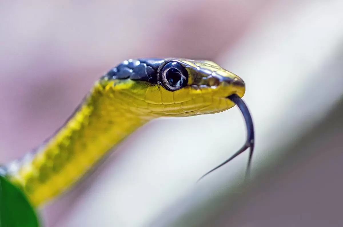 cobra verde e amarela