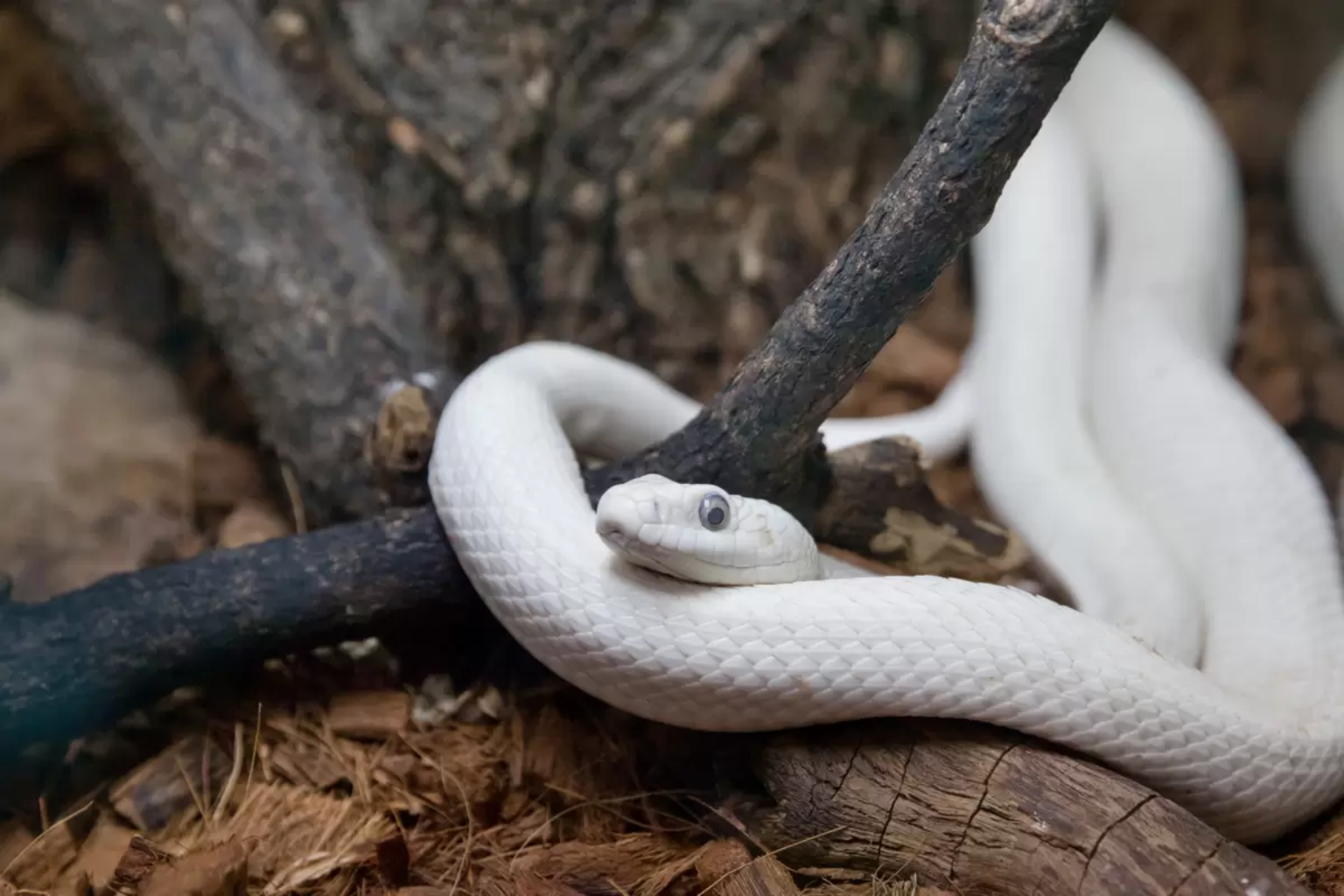 Sonhar com cobra branca: Mordendo, filhote, na água, venenosa e mais ...