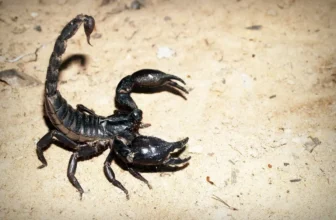 escorpião preto