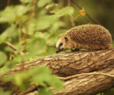 Sonhar com porco-espinho: atacando, filhote, grande, em casa e mais!