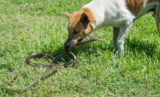 O que significa sonhar com cobra e cachorro ao mesmo tempo?