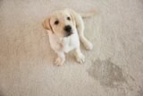O que significa sonhar com xixi de cachorro? Pela casa, em mim e mais!