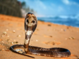 O que significa sonhar com cobra naja? Na cama, na água, atacando e mais!