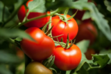 O que significa sonhar com tomate: maduro, verde, podre e mais!