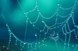Sonhar com teia de aranha: Na parede, no teto, na casa, em você e mais!