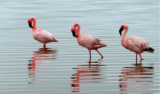 Sonhar com flamingo: branco, rosa, gigante, em casal, voando e mais!
