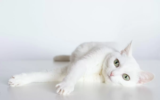 Sonhar com gato branco: Pequeno, filhote, molhado, mordendo e mais!