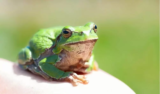 O que significa sonhar com sapo verde? Grande, pulando e mais!