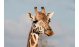 O que significa sonhar com girafa? Acasalando, correndo e mais!