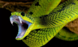 Sonhar com cobra picando outra pessoa: conhecida, desconhecida e mais!
