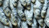 O que significa sonhar sardinha: em lata, nadando, podre e mais!
