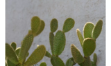 Sonhar com cactos: verdes, floridos, espetado por espinhos e mais!