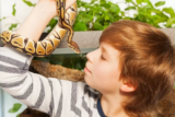O que significa sonhar com cobra de estimação? Grande, pequena, em casa e mais!