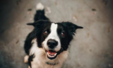 Sonhar com cachorro morto: envenenado, queimado, afogado, com sangue e mais!
