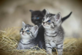 O que significa sonhar com ninhada de gatos? Filhotes, mortos e mais!