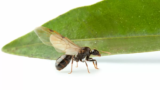 Sonhar com formiga tanajura: voando, picando, no chão, enxame e mais!
