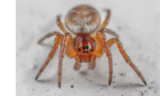 O que significa sonhar com aranha marrom? Filhote, grande e mais!