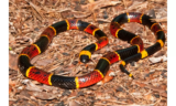 Sonhar com cobra-coral: Grande, pequena, filhote, picando e mais!