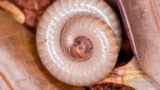 O que significa sonhar com piolho de cobra? Picada, gigante e mais!