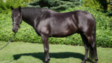 Sonhar com cavalo preto: Correndo, machucado, manso, morto e mais!
