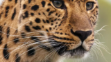 O que significa sonhar com leopardo: manso, na selva, correndo e mais!