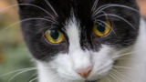 O que significa sonhar com gato preto e branco? Atacando, miando e mais!