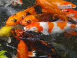 Sonhar com carpa: preta, branca, laranja, vermelha, colorida e mais!