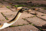 Sonhar com cobra picando: Mão, pé, outra pessoa, filho e muito mais!