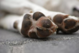 Sonhar com cachorro que já morreu: de estimação, de outra pessoa e mais!