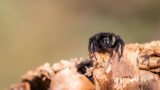 O que significa sonhar com aranha? Pequena, grande, preta e mais!