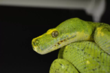 Sonhar com cobra verde: Grande, pequena, atacando, escondida e mais!