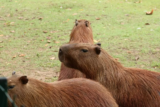 Sonhar com capivara: preta, albina, filhote, te perseguindo e mais!