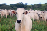 Sonhar com gado: Branco, correndo, bravo, no curral, na fazenda e mais!