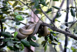 Sonhar com cobra fugindo: preta, amarela, marrom, verde e mais!