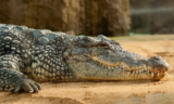 Sonhar com crocodilo: na água, em casa, em zoológico e mais!