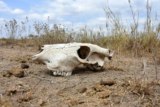 Sonhar com ossos: humanos, de animais, de dinossauros e mais!