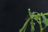 O que significa sonhar com louva-a-deus? Verde, marrom, gigante e mais!